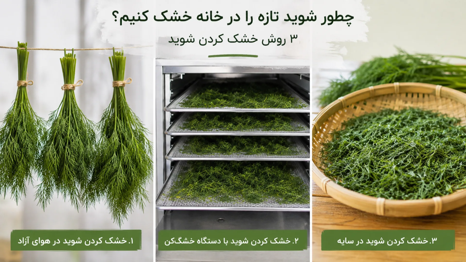 چطور شوید تازه را در خانه خشک کنیم؟ ۳ روش خشک کردن شوید