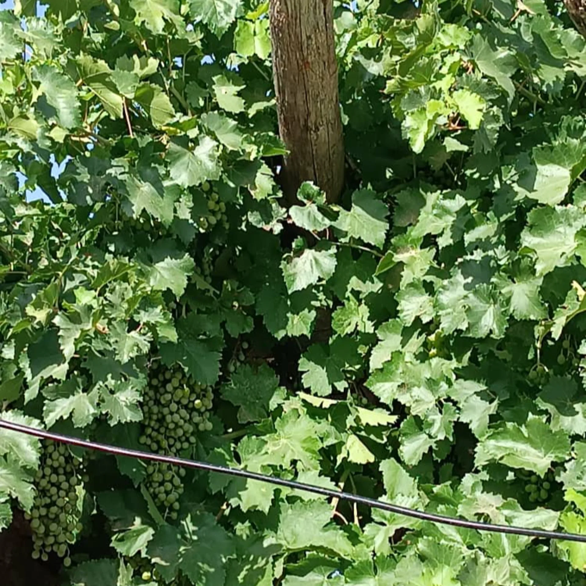 آبغوره طبیعی
