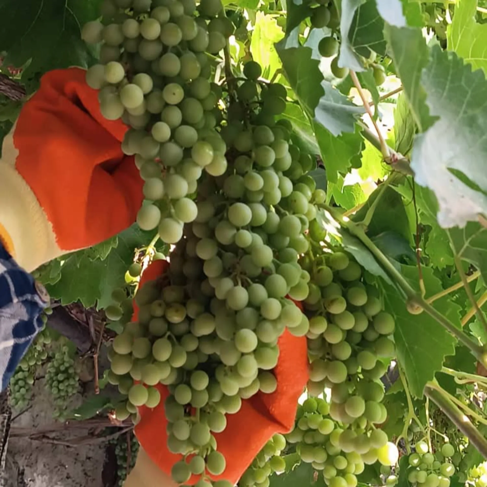 آبغوره طبیعی