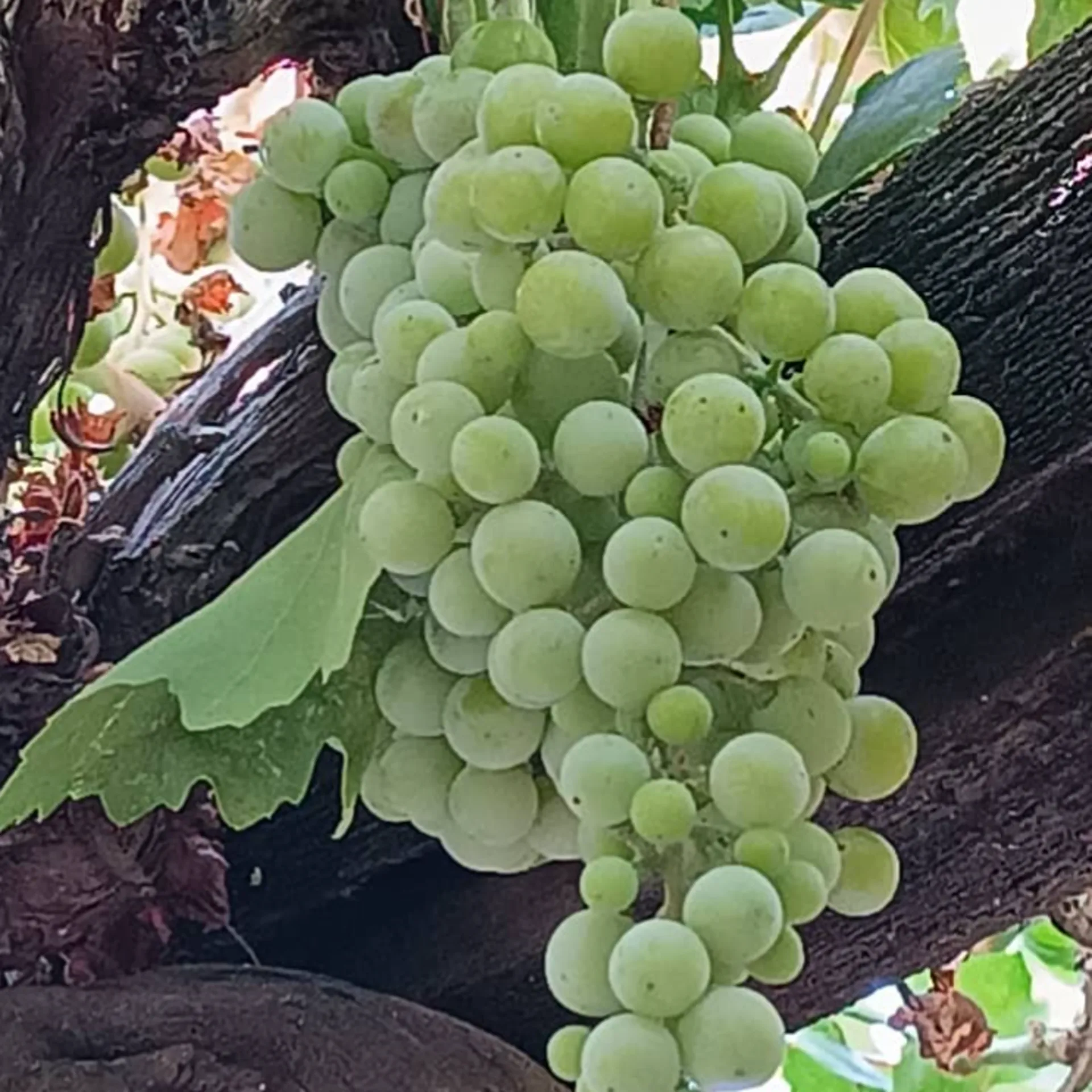 آبغوره طبیعی